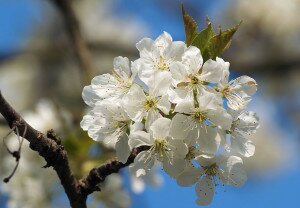 1280px-Prunus_cerasus_LC0133